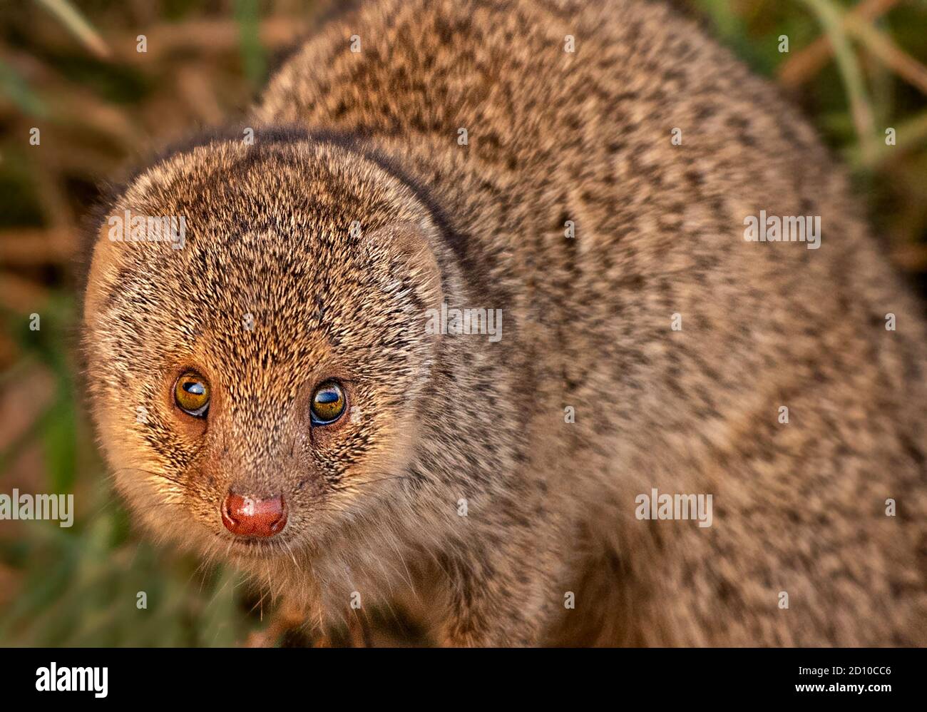 The Indian grey mongoose is a mongoose species native to the Indian subcontinent and West Asia. It is listed as Least Concern on the IUCN Red List. Stock Photo