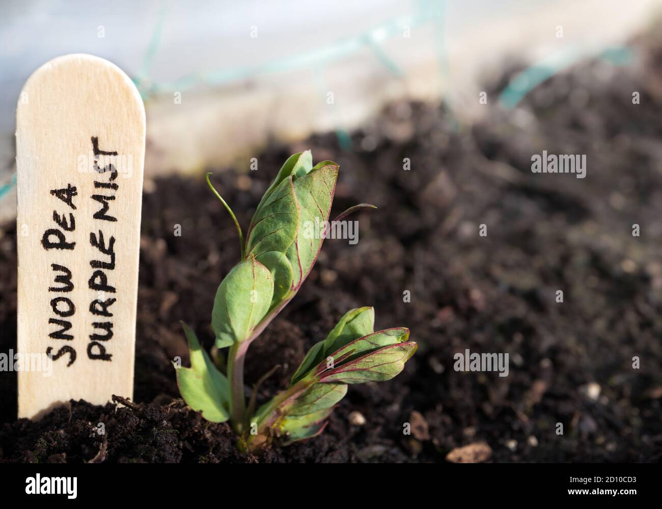 Snow Pea plant seedling. Close up of heirloom pea seed 'Purple Mist'. Leaves are green with purple detail. Stock Photo