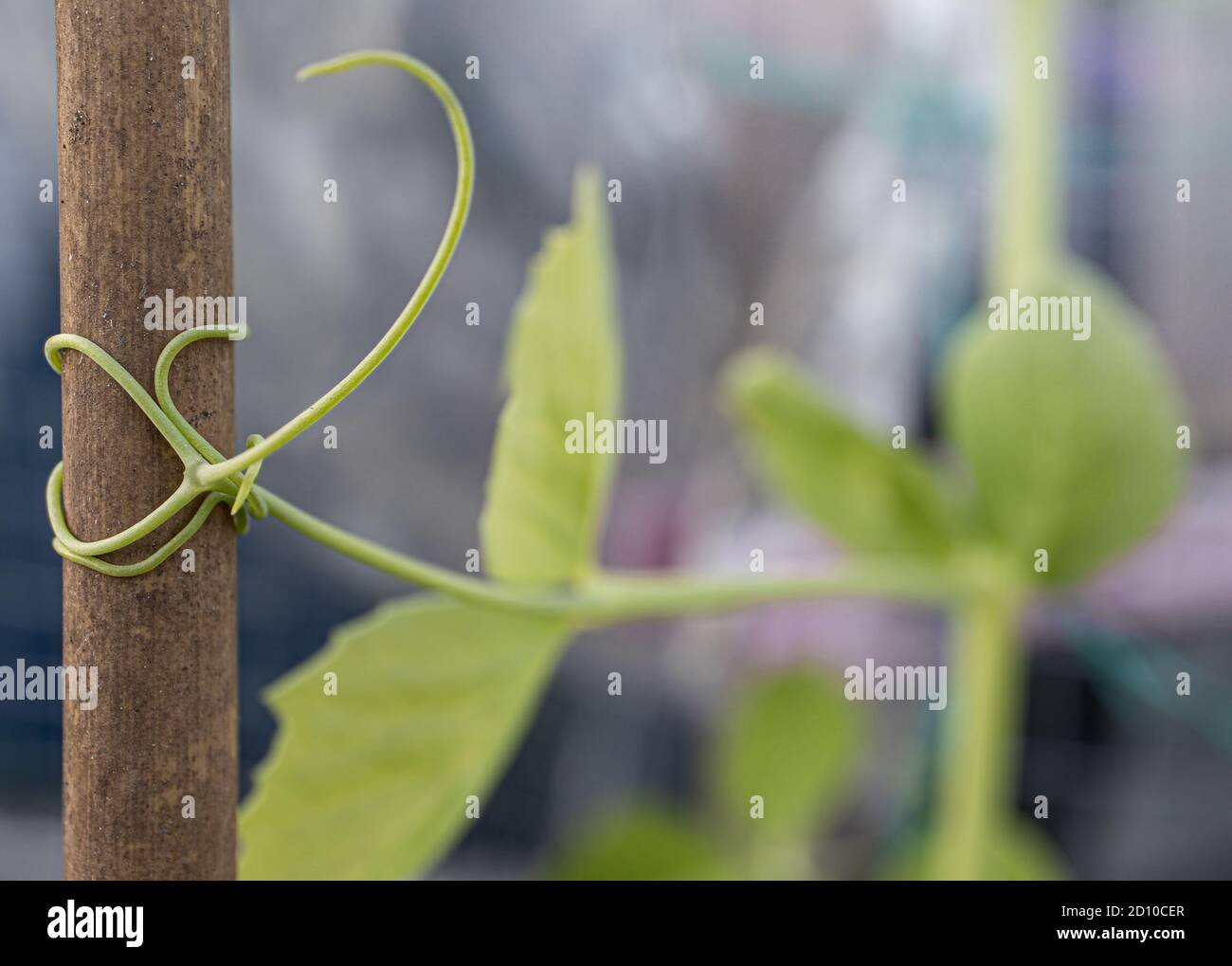 Climbing pea vine wrapped around a bamboo pole. Close up of Sugar Pea plant stared from seed. Bamboo trellis and soft green trellis mesh to climb. Stock Photo
