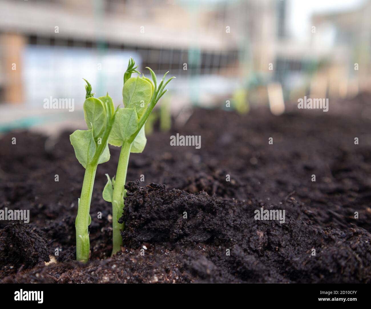 Organic pea seedling in vegetable bed. Close up. Snow Peas, Sugar Peas or Snap Peas. First tendrils visible. Early spring planting. Soft bokeh backgro Stock Photo