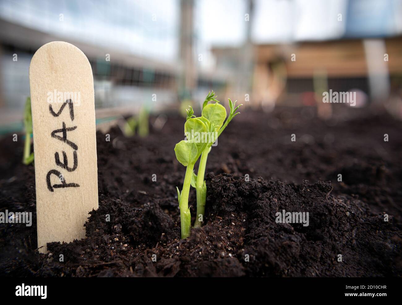 Pea seedling in vegetable bed with wooden name tag. Close up. Rooftop garden. Snow Peas, Sugar