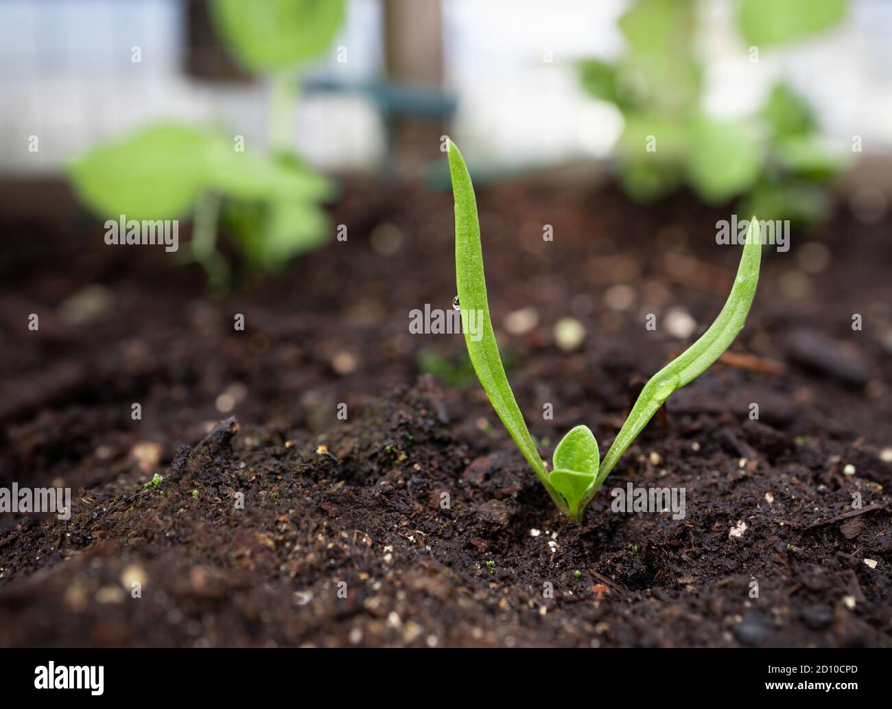 Spinach seedling. Close up. (Spinacia oleracea) Started from seed early