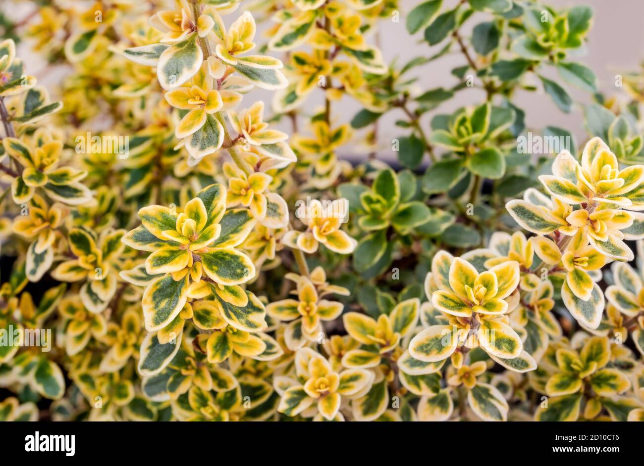 Lemon thyme or citrus thyme, closeup. A shrub-like evergreen herb with tiny yellow green leaves. Aromatic citrus-scented herb used in many culinary re Stock Photo