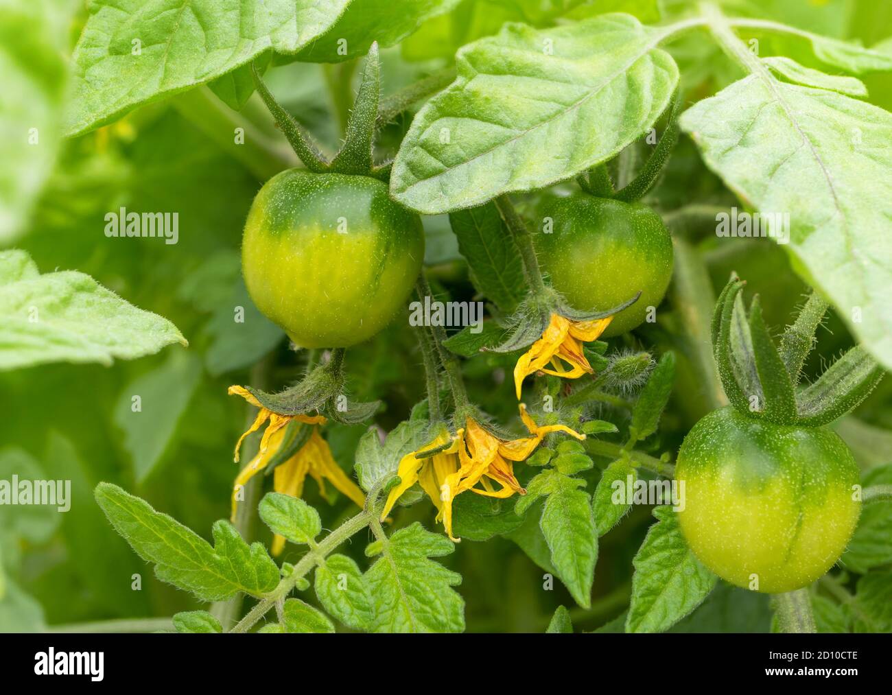 Unripe cherry tomatoes on twig. Close up. Several small green tomatoes and yellow flowers, framed with soft green tomato leaves. Cherry Bush Tomato. Stock Photo