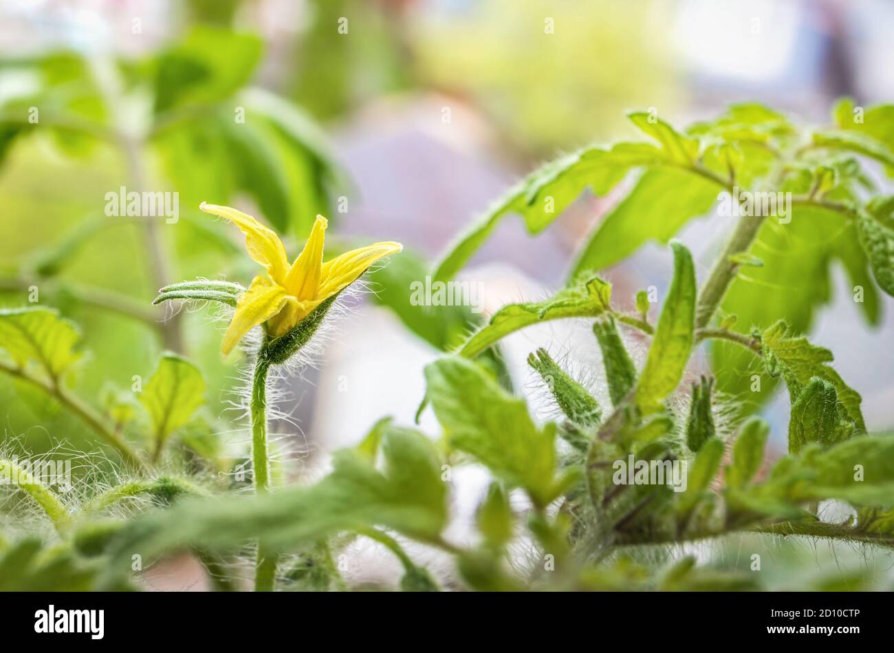 Close up of cherry tomato blossom. First yellow open flower. Soft closed buds and leaves. Tomato plant determinate 'Tumbling Tom Red' on window sill. Stock Photo