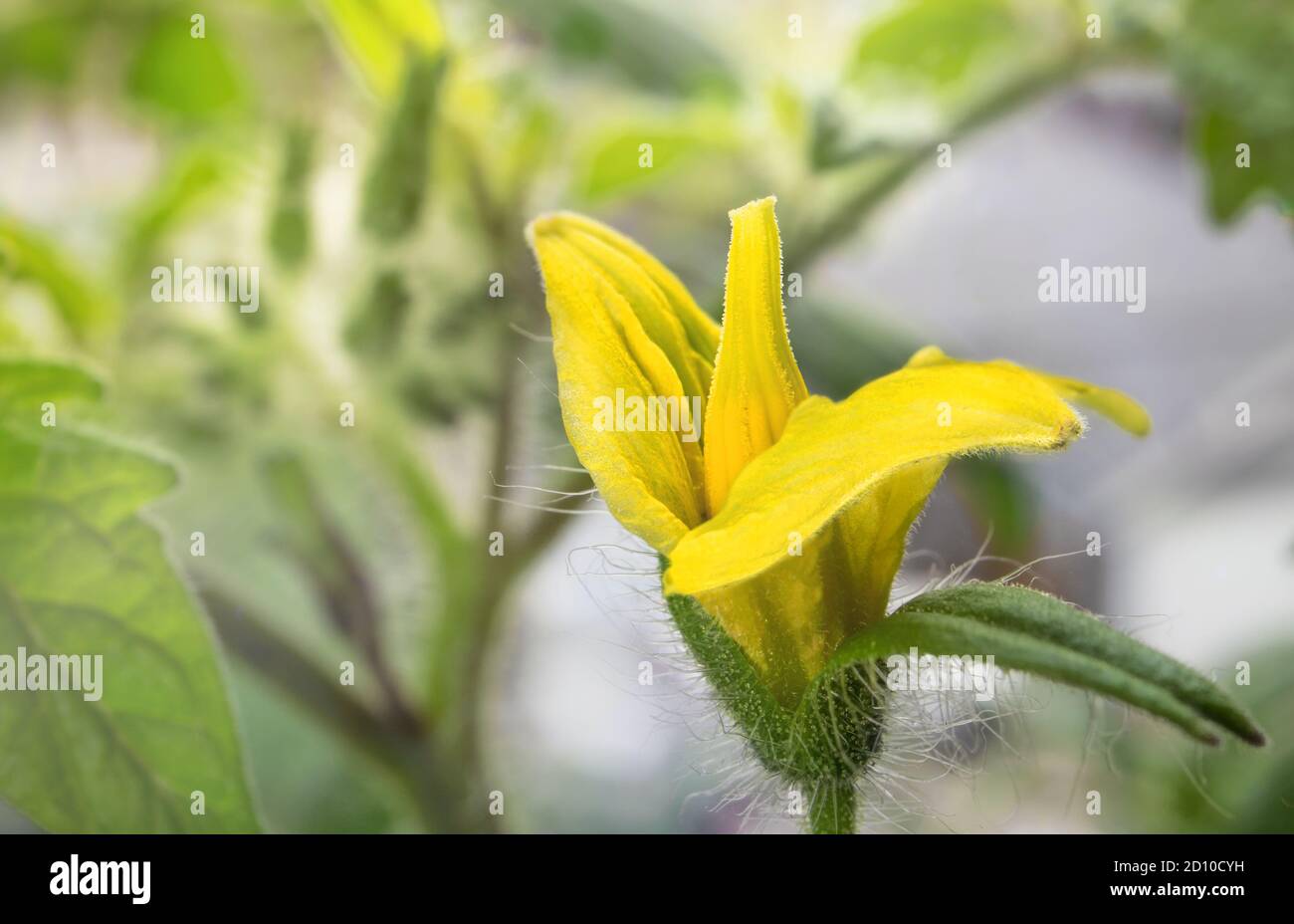 Close of tomato blossom. Single yellow open flower with soft green closed buds in background. Cherry tomato plant determinate 'Tumbling Tom Red'. Stock Photo