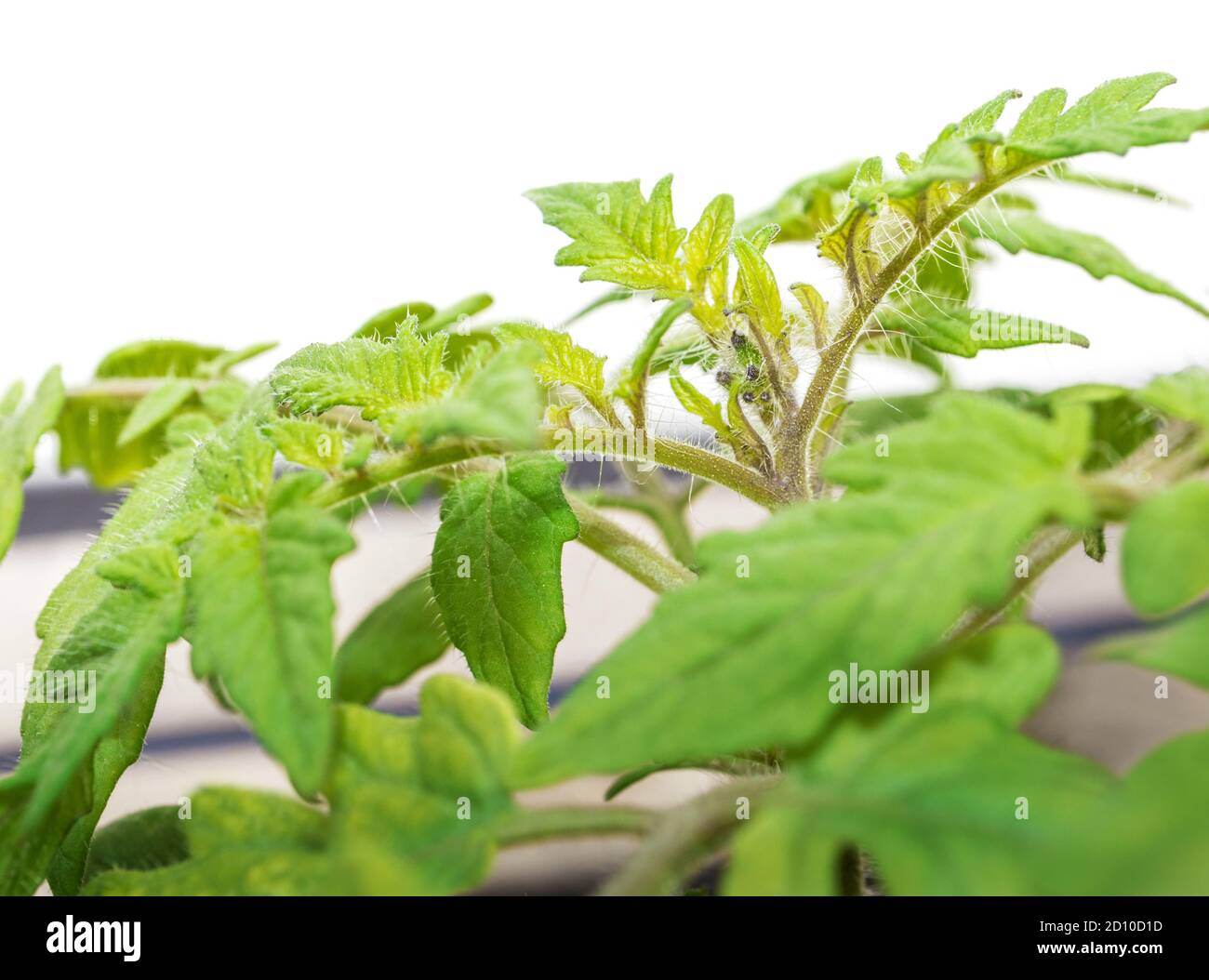 Young tomato seedling with first developing buds. Close up, macro. Foreground with soft green fresh leaves. Cherry tomato plant determinate 'Tumbling Stock Photo