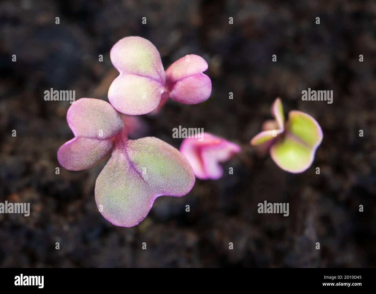 Turnip seedlings just sprouted. (Brassica rapa subsp. rapa) Purple Top Globe Turnip heirloom seeds. Top view of tiny purple and green leaves. Stock Photo