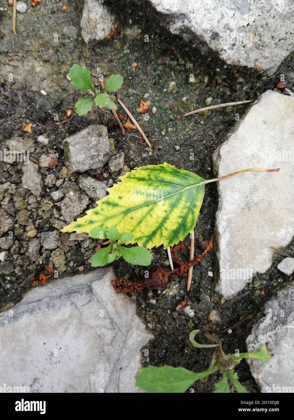 Green and yellow fallen leaf on the ground Stock Photo - Alamy