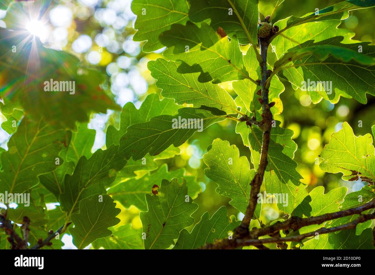 Sunshine shining through canopy of Oak tree leaves in English woodland Stock Photo