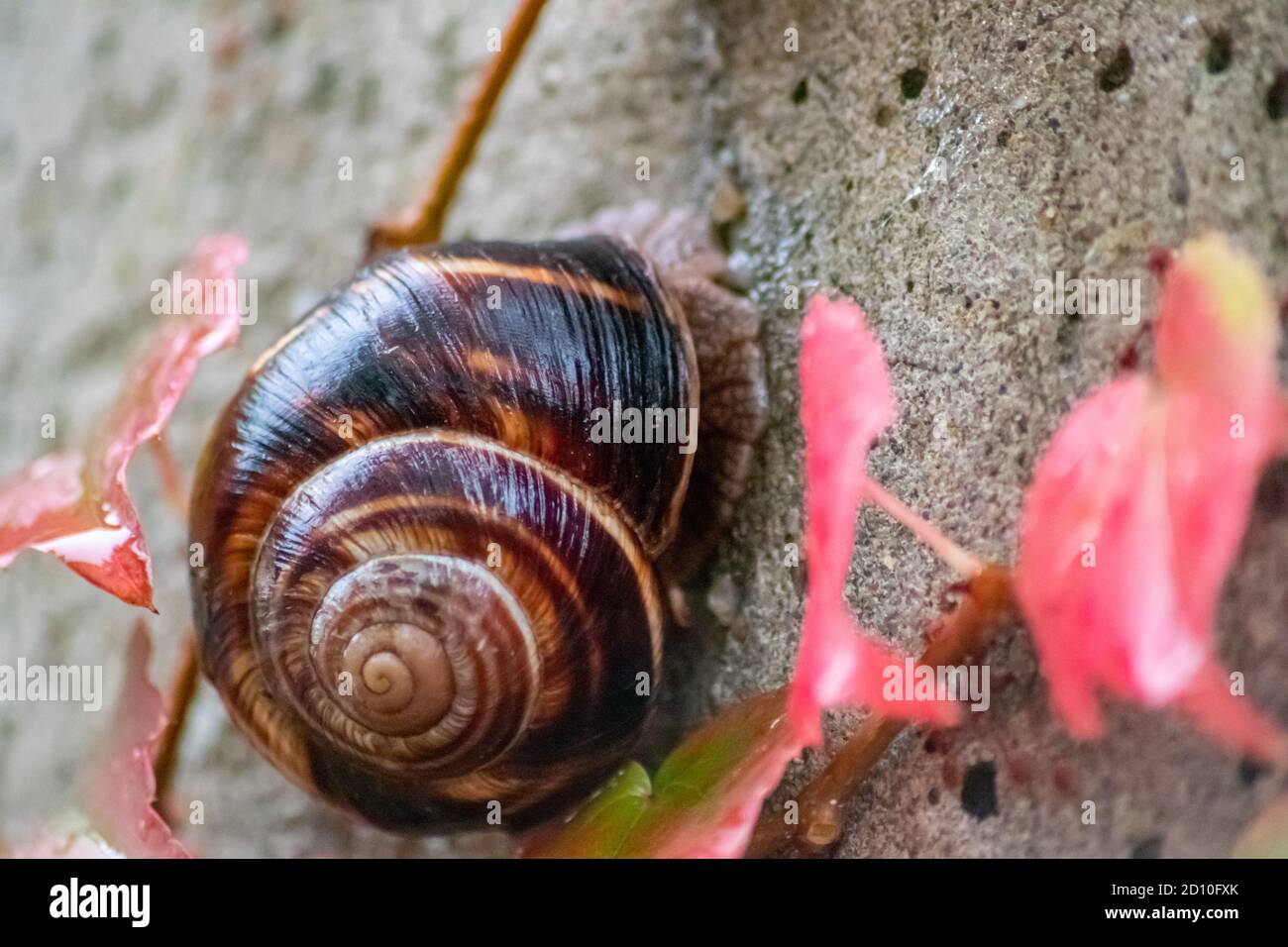 Big striped grapevine snail with a big shell in close-up and macro view shows interesting details of feelers, eyes, helix shell, skin and foot Stock Photo
