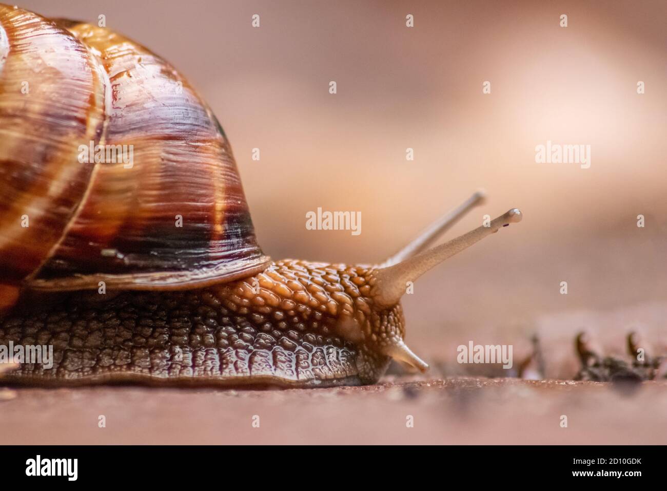 Big striped grapevine snail with a big shell in close-up and macro view shows interesting details of feelers, eyes, helix shell, skin and foot Stock Photo