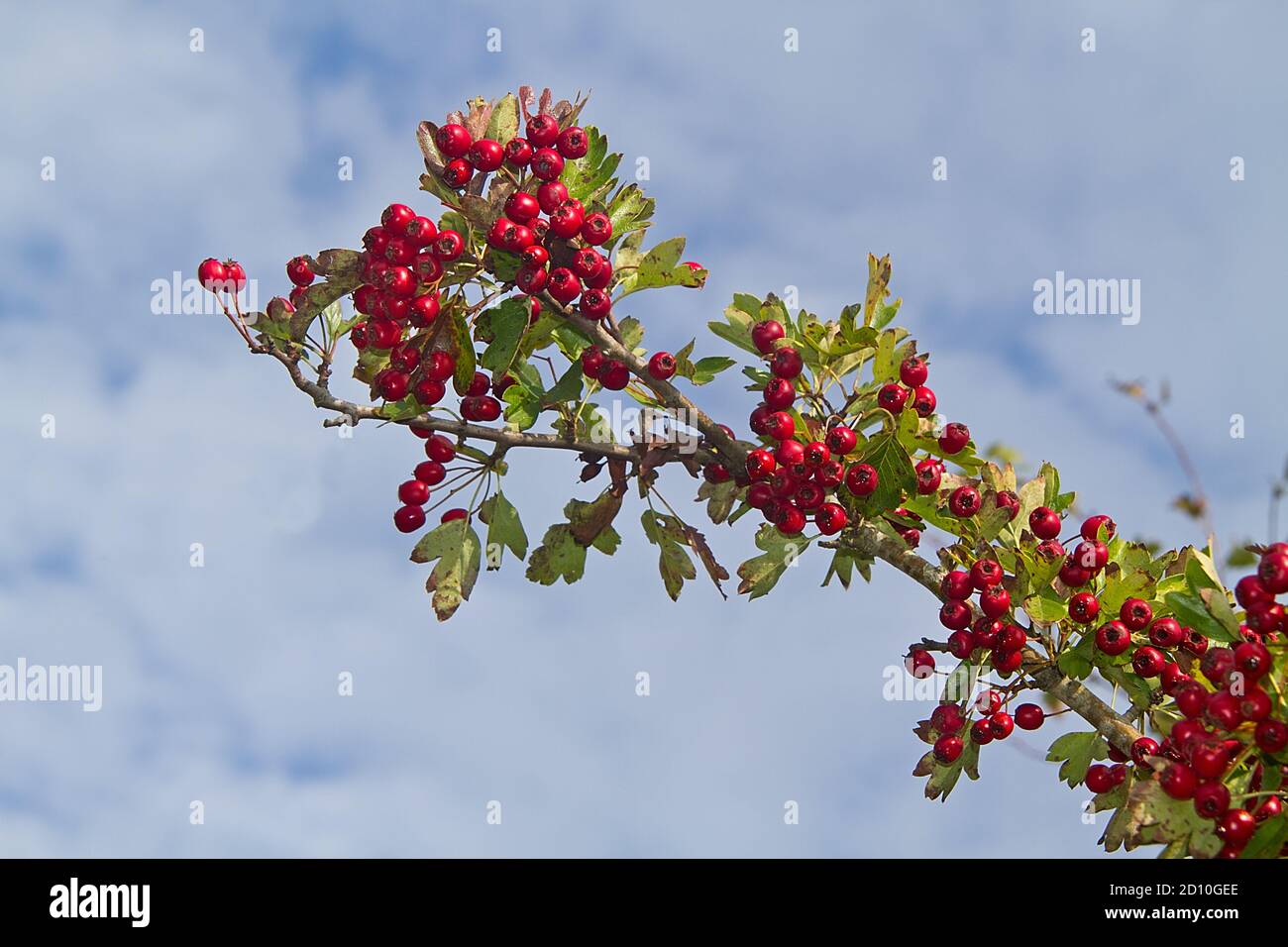Branch of Common hawthorn, full of dark red berries, against the sky Stock Photo