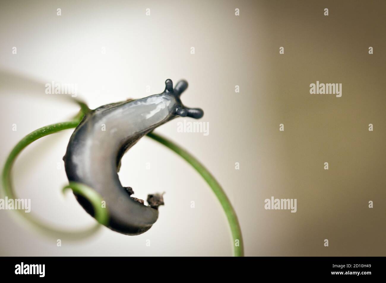 A slug mirroring the shape of the plant on which it is climbing, by coincidence. Stock Photo