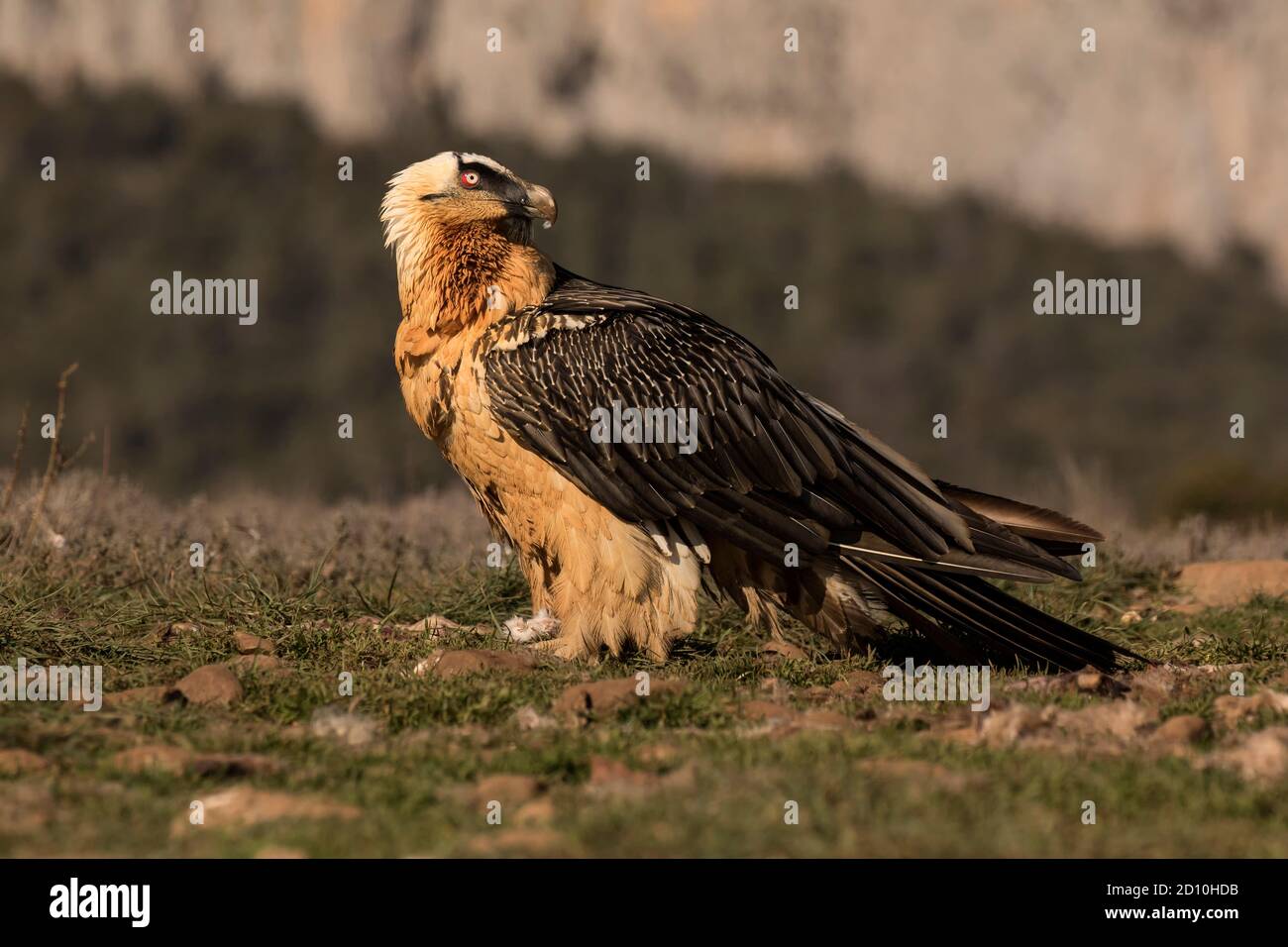Bearded Vulture Stock Photo