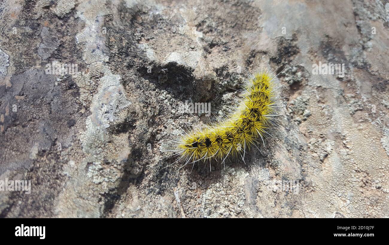 Yellow hairy caterpillar insect, worm on a rock in extreme close up view. Stock Photo