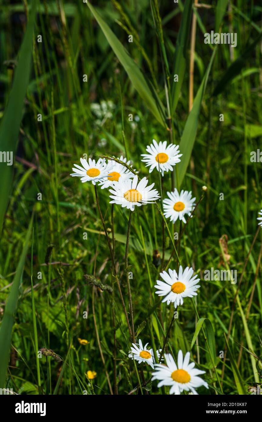 Close up of a group of ox-eye daisies in the meadow on a sunny summer afternoon Stock Photo