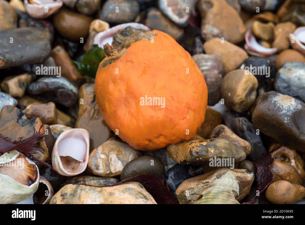 Orange Sponge (Suberites sp) washed up on the shore Stock Photo