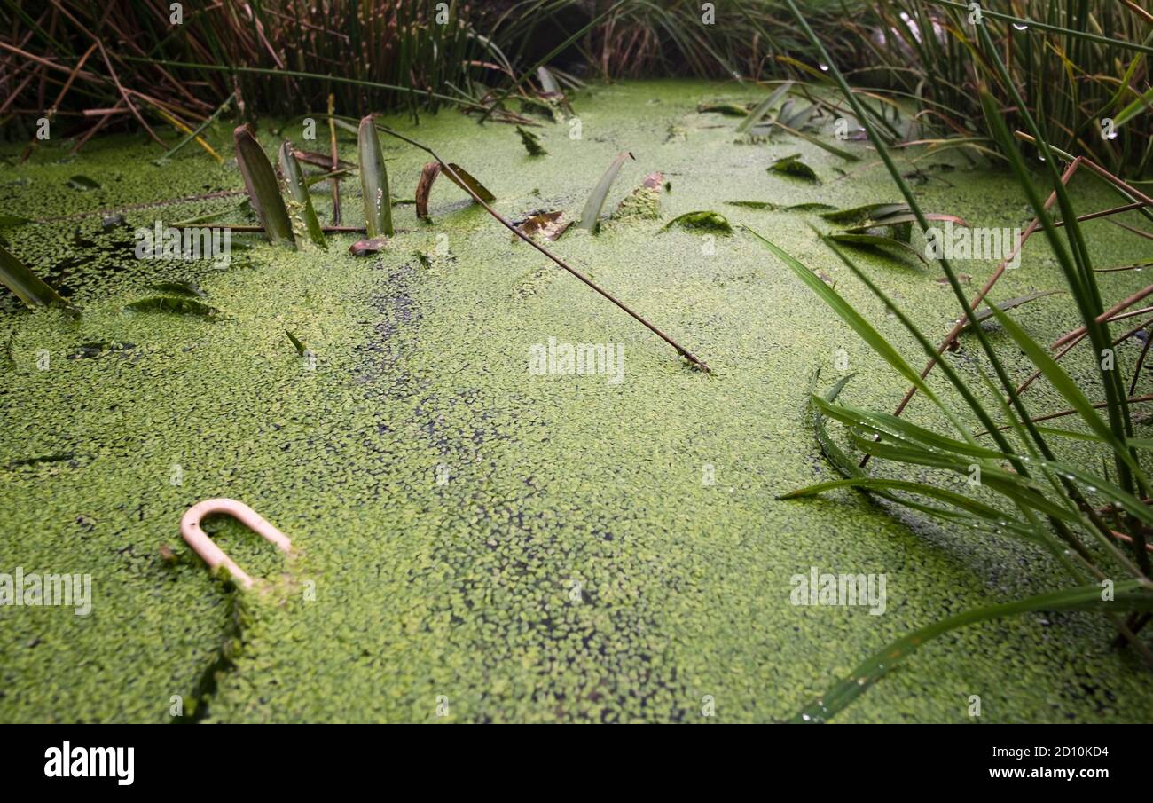 Small garden pond covered in duckweed Stock Photo