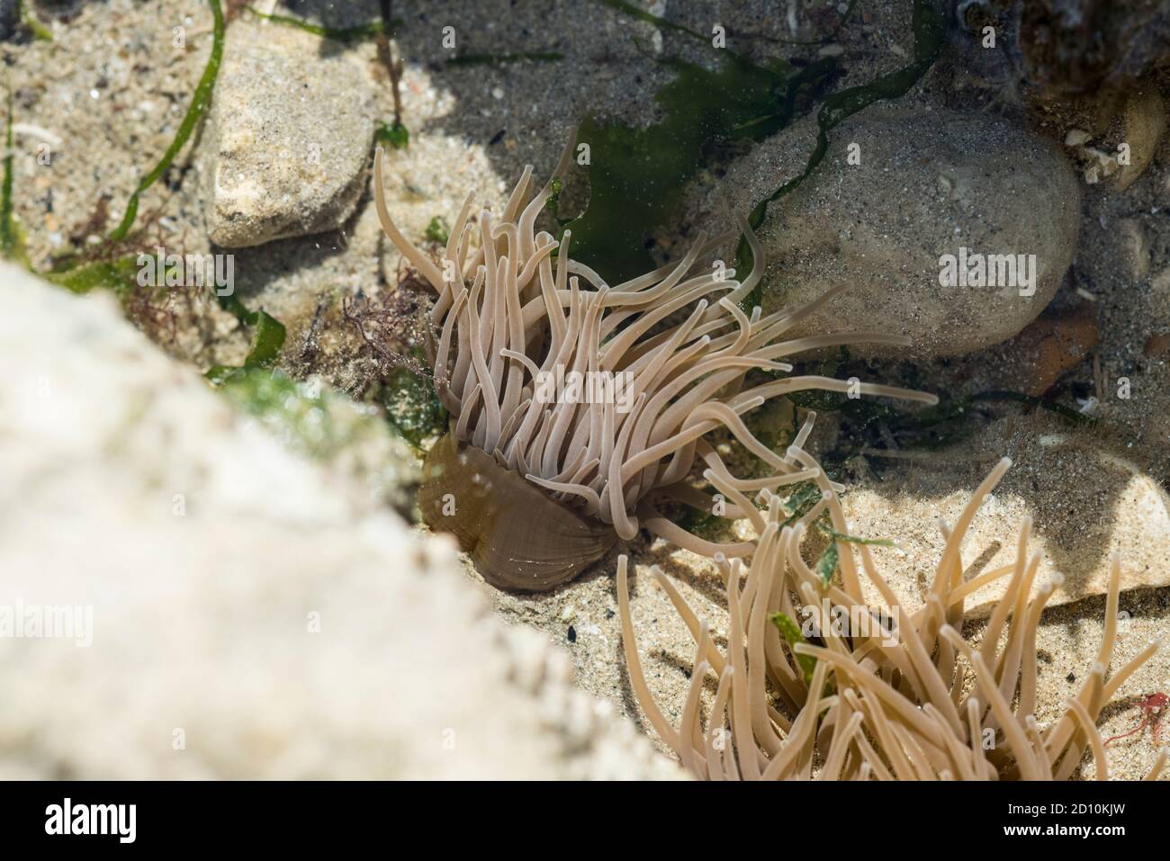 Snakelocks Anemone (Anemonia viridis) in a rock pool Stock Photo