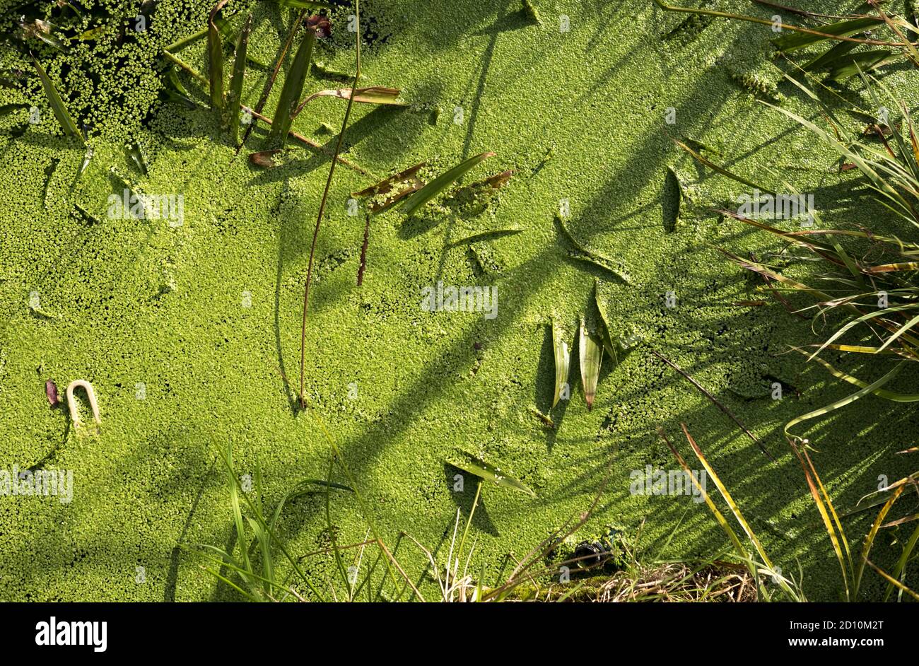 Small garden pond covered in duckweed Stock Photo