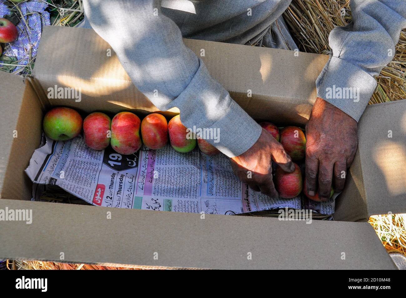 Kashmir, India. 4th Oct, 2020. A farmer packs fresh apples in an orchard during harvesting