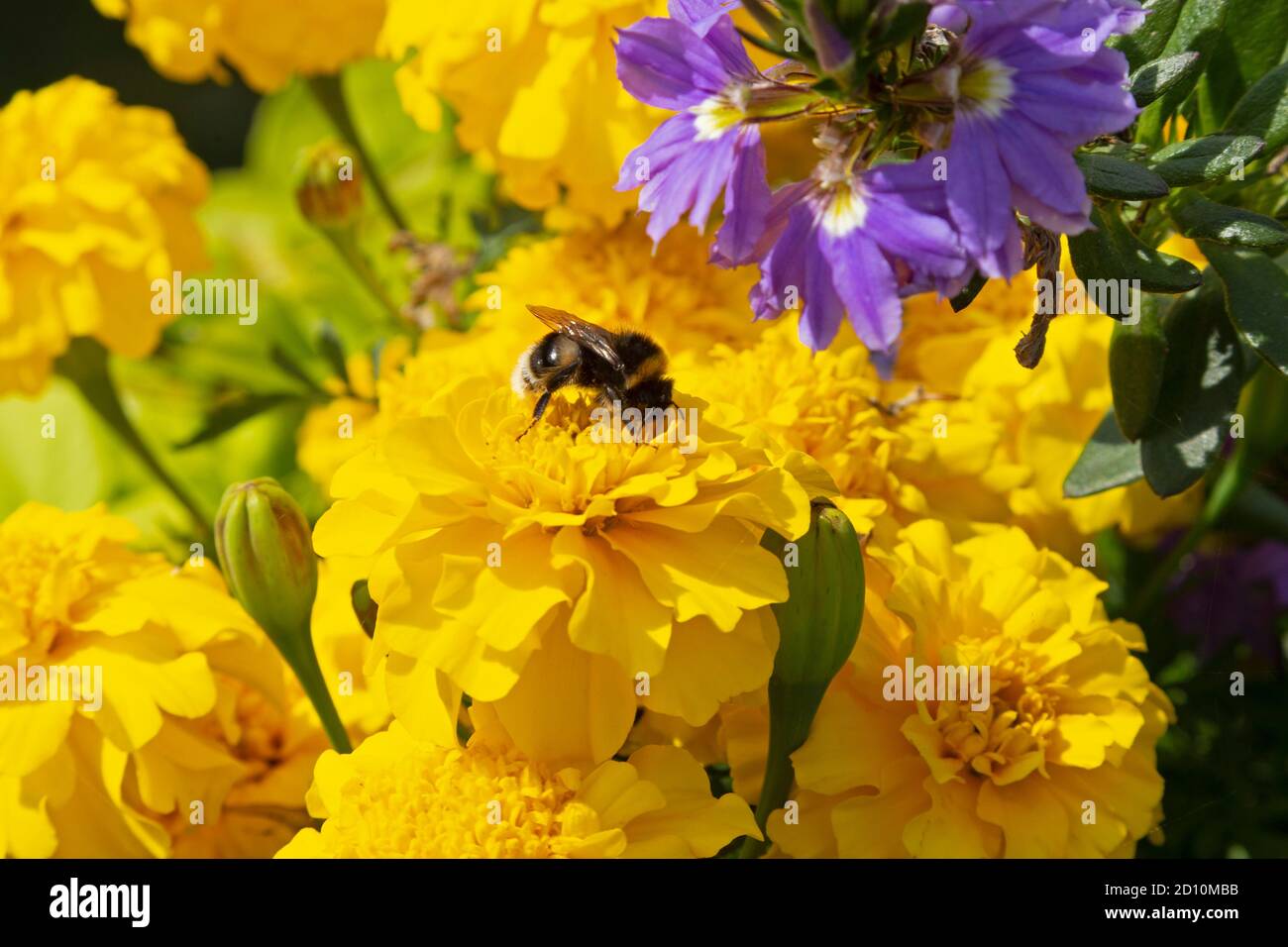 bumblebee on tagetes, Tuebingen, Baden-Wuerttemberg, Germany Stock Photo