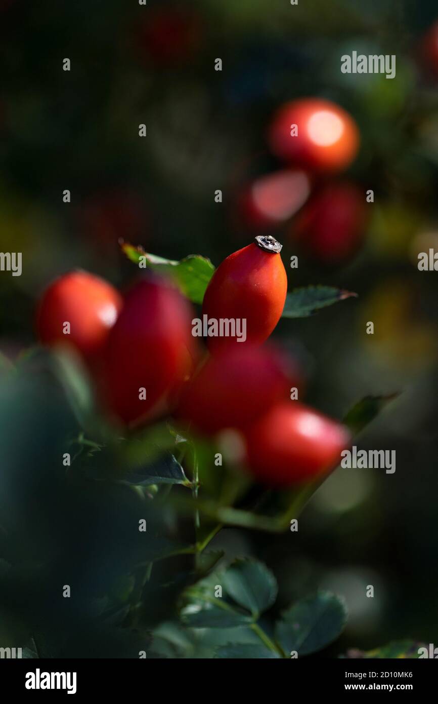 Rose hip bush hi-res stock photography and images - Alamy