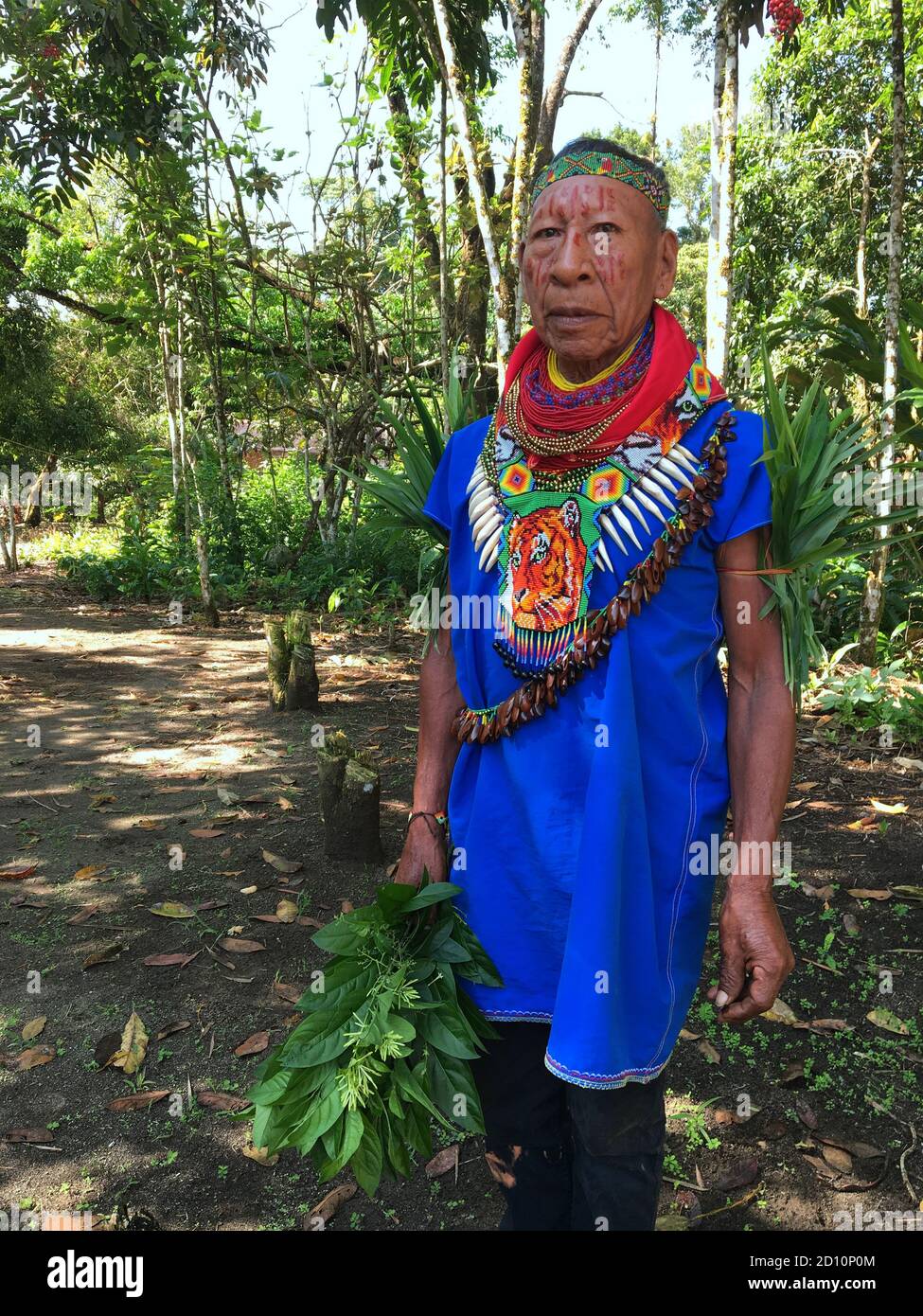 Nueva Loja, Sucumbios / Ecuador - September 2 2020: Elderly indigenous shaman of Cofan nationality walking head-on through the jungle in the Amazon Stock Photo