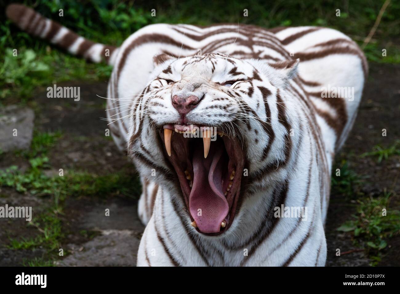 A beautiful white Bengal tiger. Stock Photo