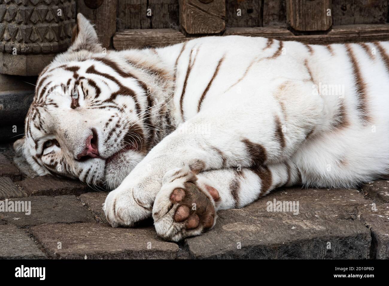 A beautiful white Bengal tiger. Stock Photo
