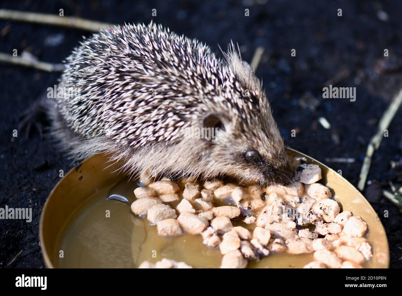 Fressen Igel Rohe Eier