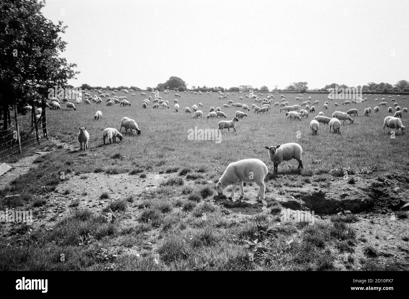 Field of sheep, Medstead, Alton, Hampshire, England, United Kingdom. Stock Photo