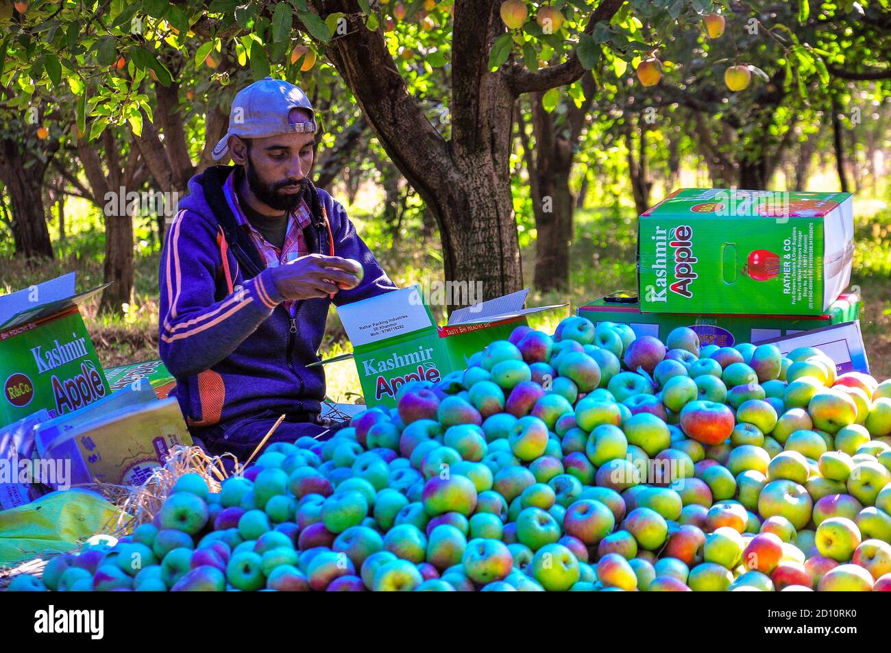 A farmer packs fresh apples in an orchard during harvesting season on the outskirts of Srinagar