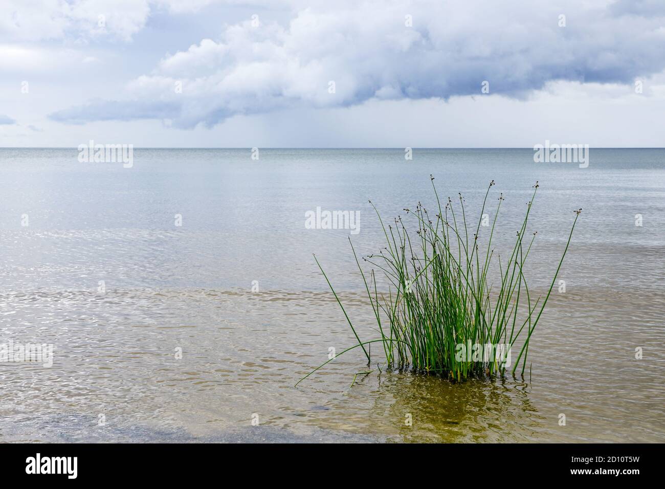 the true bulrush or lakeshore bulrush on the baltic sea shore in the gulf of riga Stock Photo