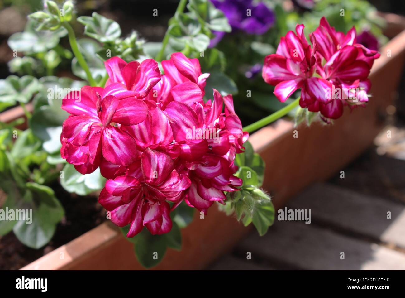 Bright pink and white striped trailing Pelargonium flowers, growing