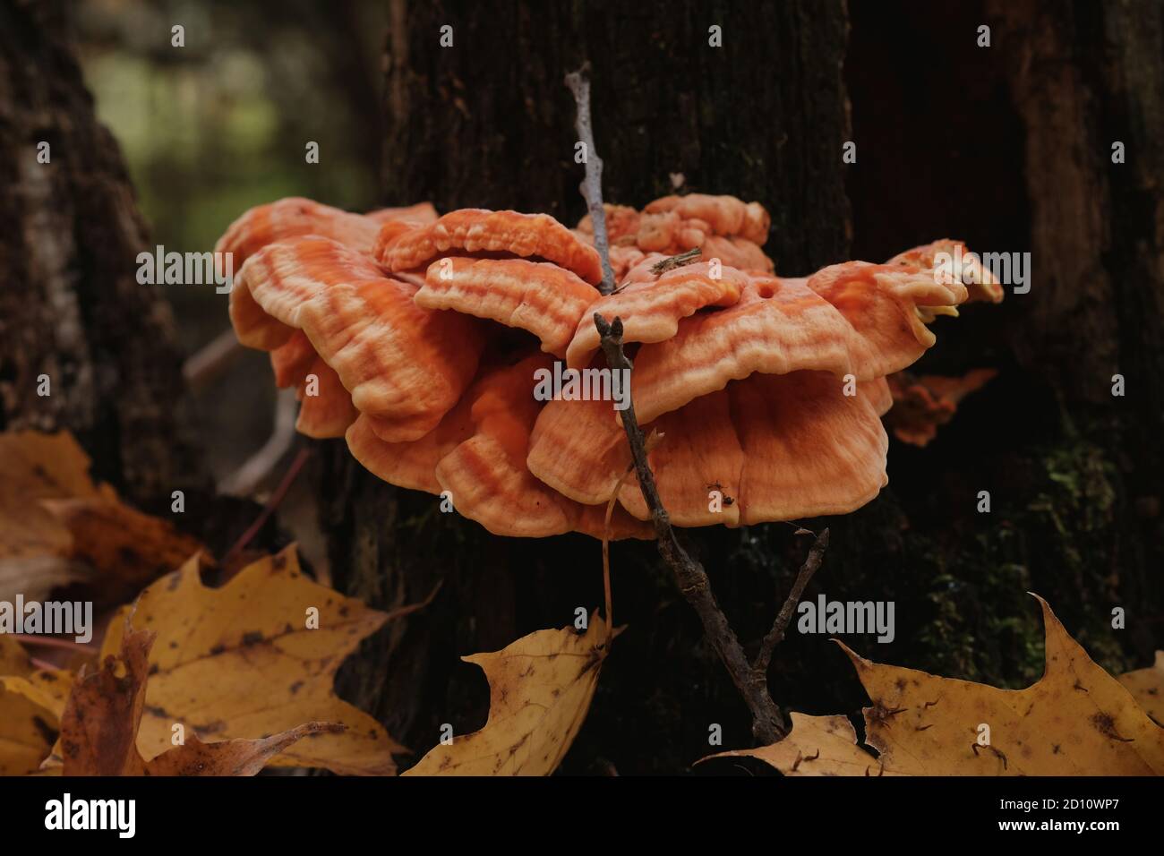 Sulphur shelf, or chicken of the woods (Laetiporus sulphureus) bracket