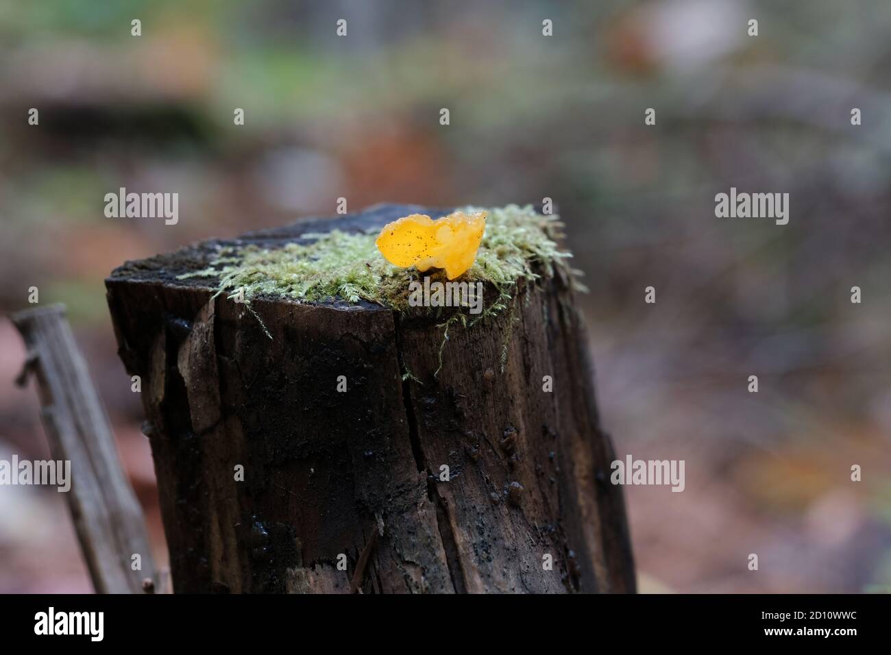 Jelly Fungi High Resolution Stock Photography And Images Alamy