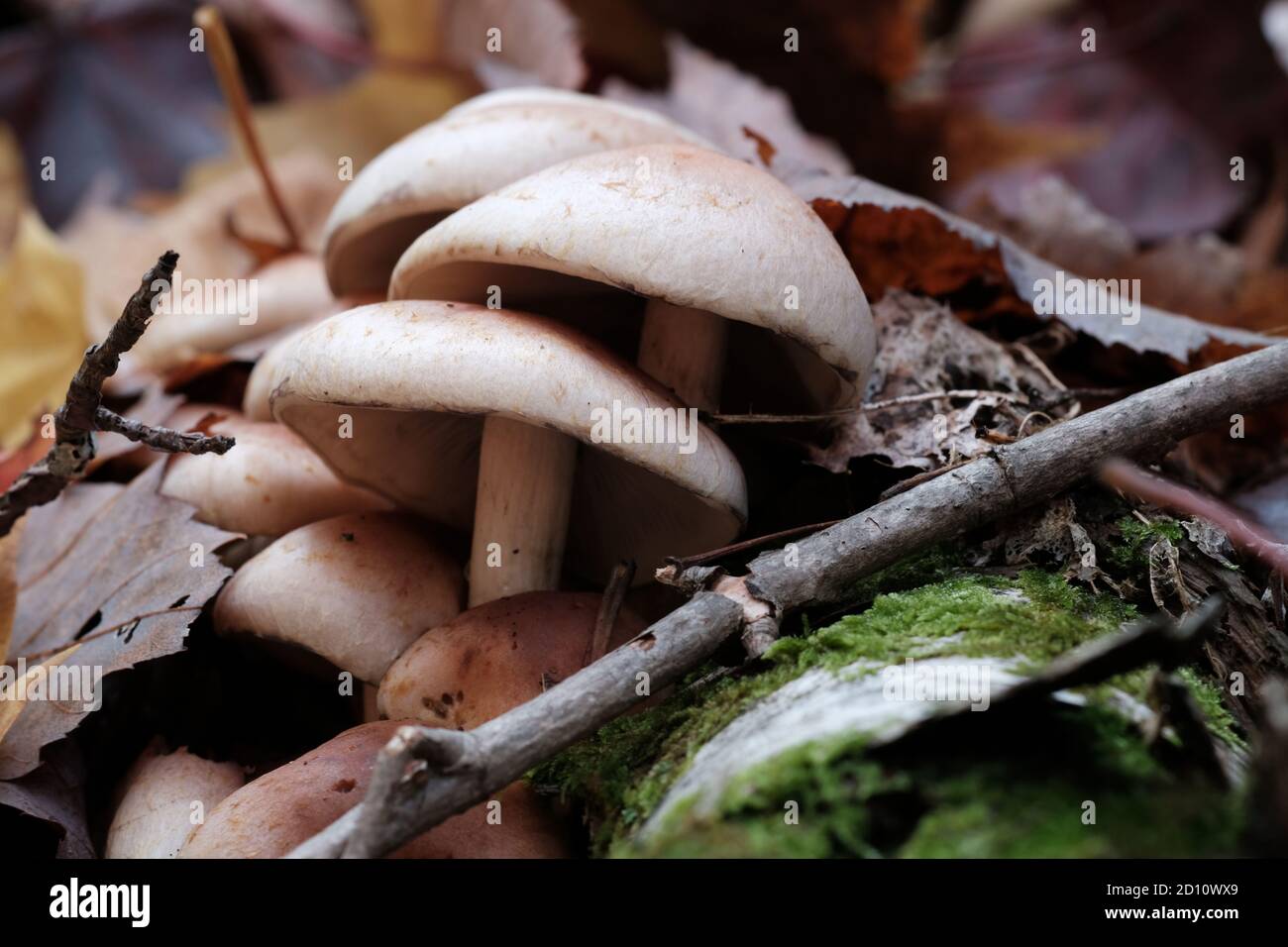 Classic looking white cap mushrooms tightly clustered on a mossy log in an Autumn forest in Wakefield, Quebec, Canada. Stock Photo