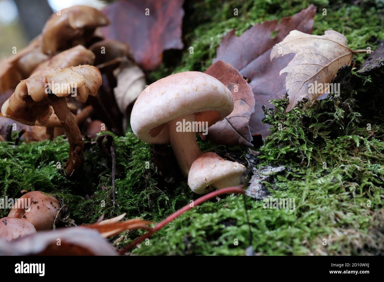 Classic looking white cap mushrooms of varying ages clustered on a mossy log in an Autumn forest in Wakefield, Quebec, Canada. Stock Photo