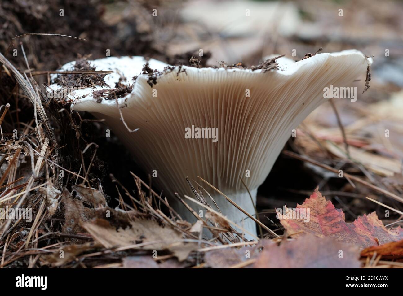 Short stemmed russula (Russula brevipes) bursting up through the forest floor mulch in Wakefield, Quebec, Canada. Stock Photo
