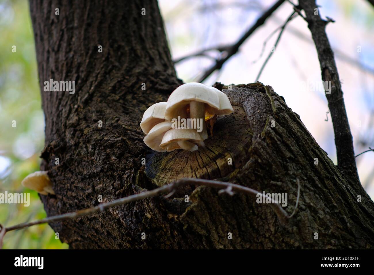 Elm oyster mushrooms (Hypsizygus ulmarius) growing from dead branch