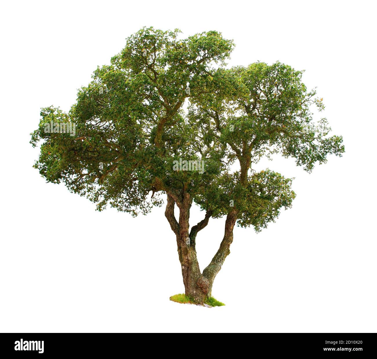 SONY DSCCork oak isolated on white background. Stock Photo