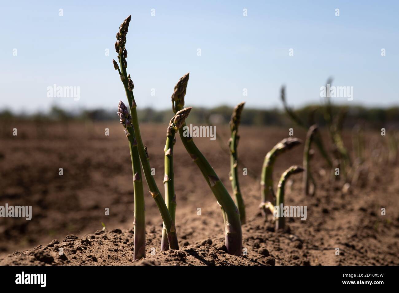 Asparagus fern hires stock photography and images Alamy