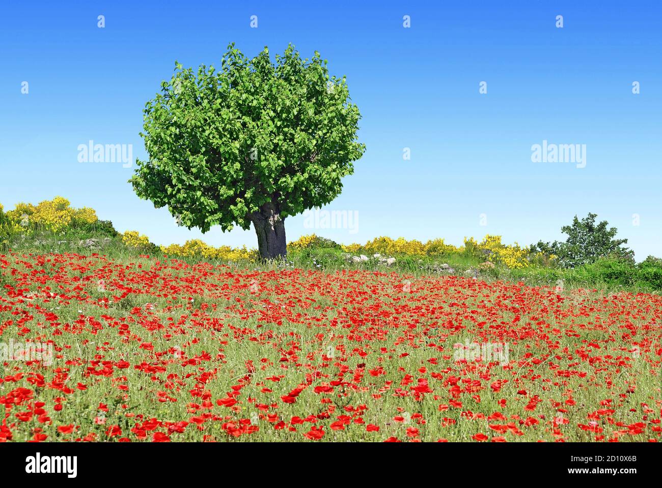 Murier isolated on a field of poppies in bloom. Stock Photo