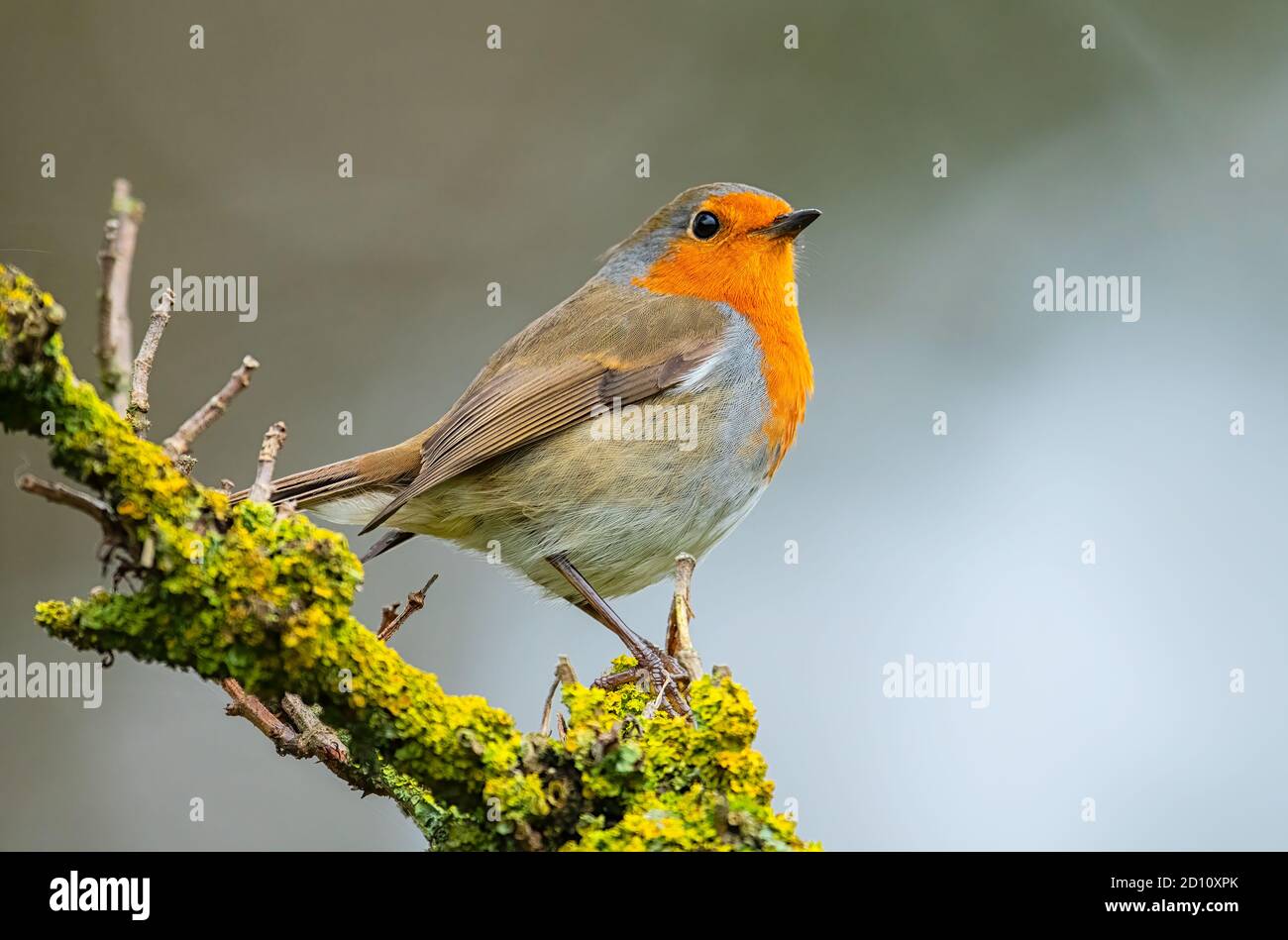 Robib Erithacus rubecula perched on lichen covered tree branch. Stock Photo