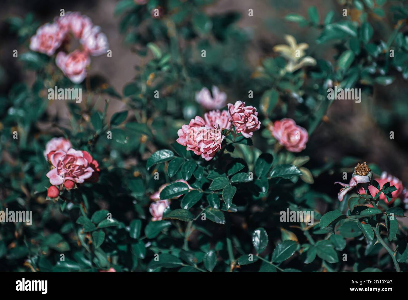 Selective focus shot of pink Multiflora roses in a park Stock Photo
