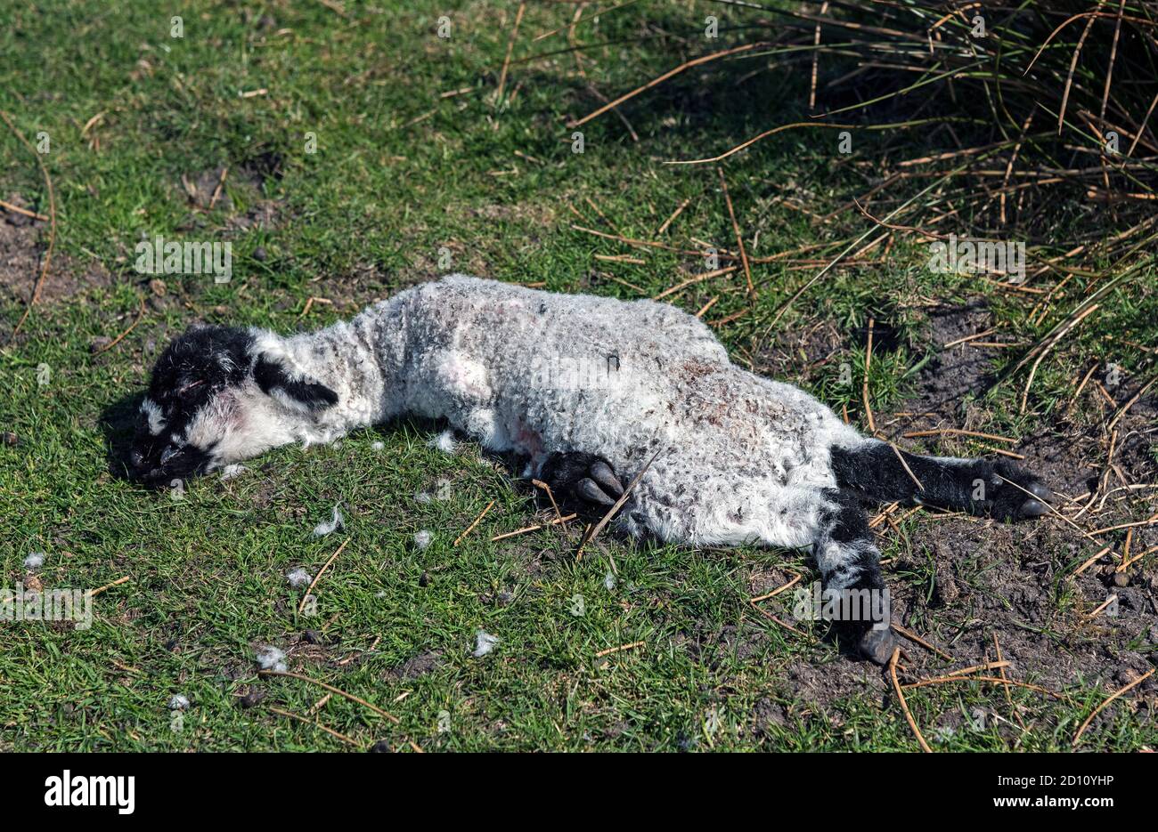Dead Lamb Stock Photo Alamy