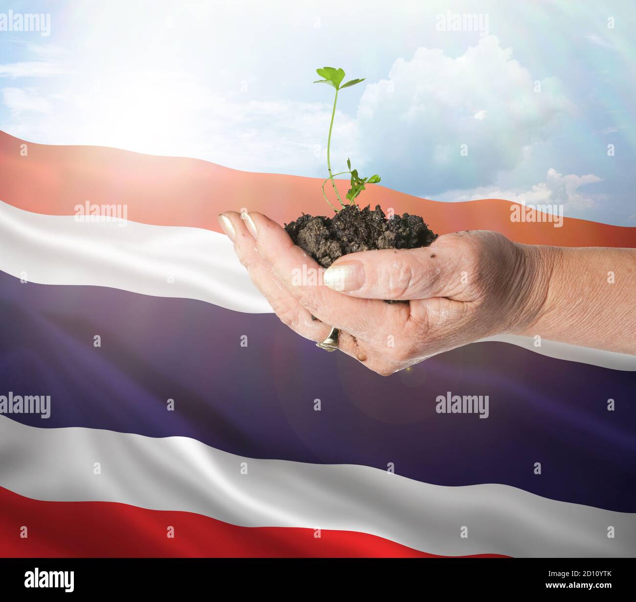 Thailand growth and new beginning. Green renewable energy and ecology concept. Hand holding young plant. Stock Photo
