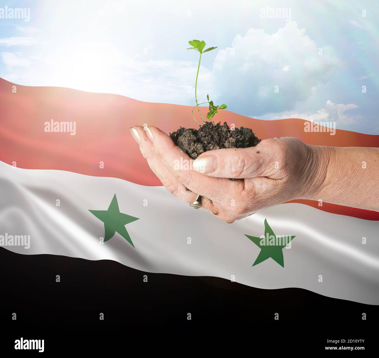 Syria growth and new beginning. Green renewable energy and ecology concept. Hand holding young plant. Stock Photo